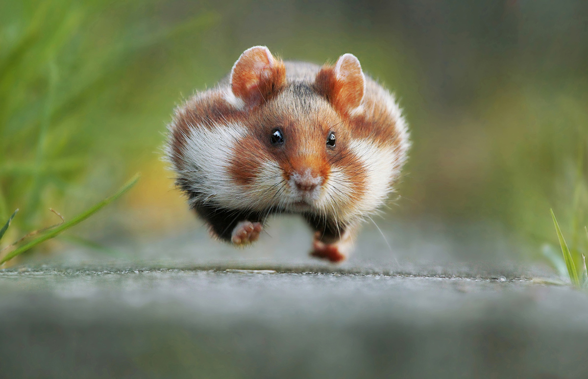 In late summer the European hamster gets ready for hibernation. He fills up his pouches with grains, roots, plants or insects and transports them into his food chamber (that's why he is running).